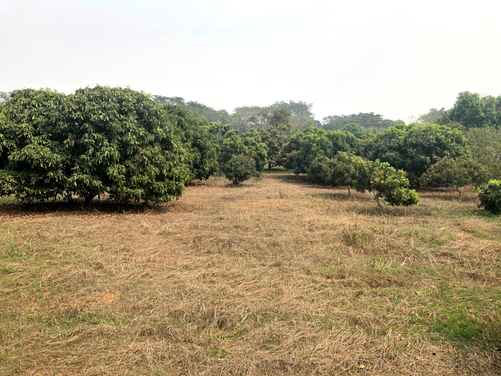 Land for Sale in Chiang Dao Longan Garden 1, Chiang Mai